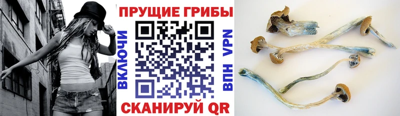 Псилоцибиновые грибы Psilocybine cubensis  цена наркотик  Никольск 